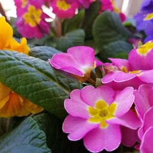 Meet your Posher, Nora